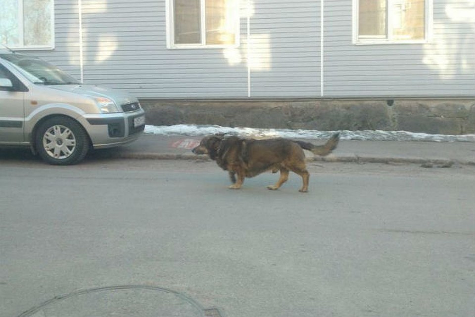Рэй продолжает искать хозяина. Фото: СОЦСЕТИ