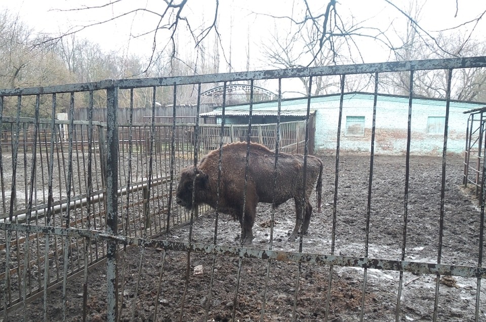 Животное скончалось после первых майских праздников.