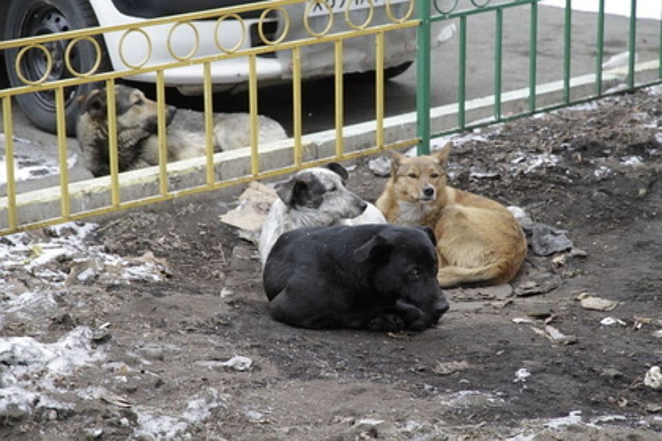 Изучив зарубежный опыт, было выдвинуто предложение: помогать приютам не деньгами, а инфраструктурой.