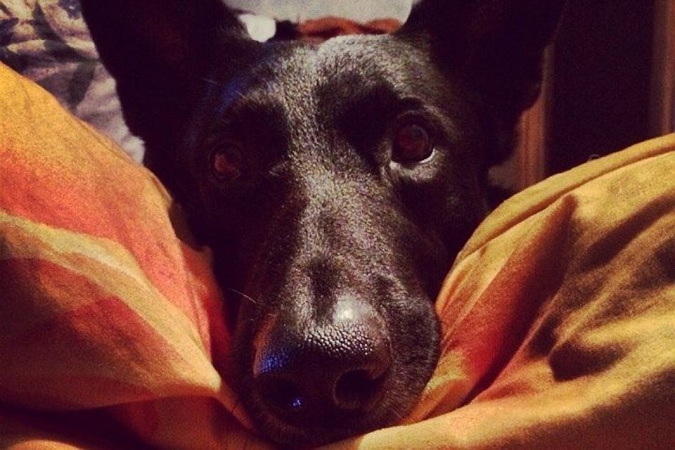 Потап был дружелюбным псом. Никто не заслуживает такой смерти. Фото: соцсети