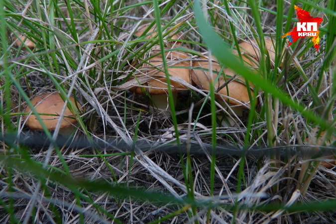 Отравиться можно не только «ядовитыми» грибами, но и считающимися съедобными.