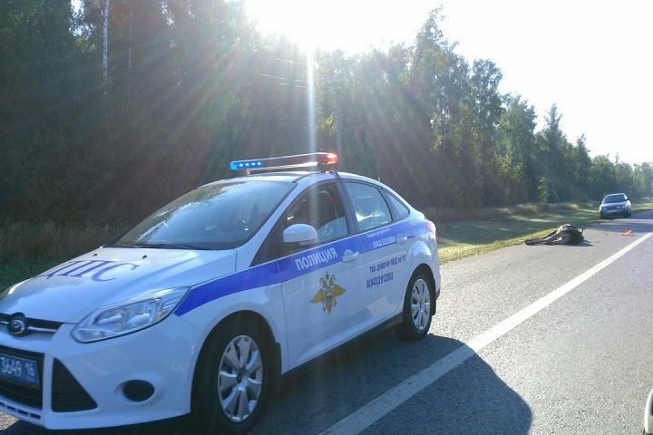 В Петербурге у аэропорта Пулково сбили лося