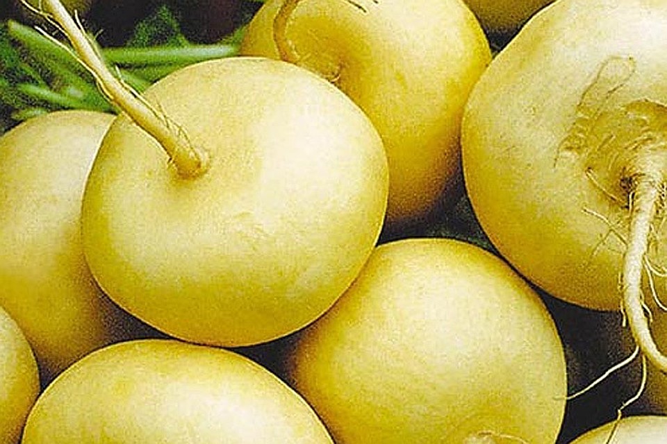 Норвежский сорт репы получит статус продуктов с защищенным географическим указанием происхождения. Фото: с сайта homestaff.me
