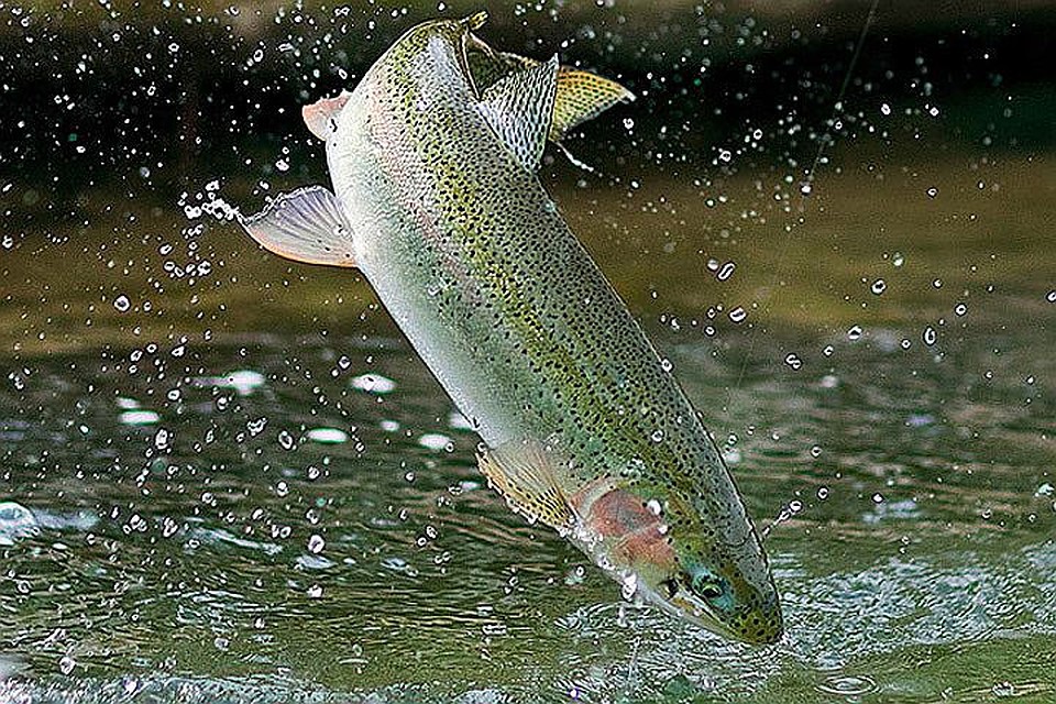 В Дании ловят случайно выпущенную на волю радужную форель. Фото: с сайта americanfishing.ru