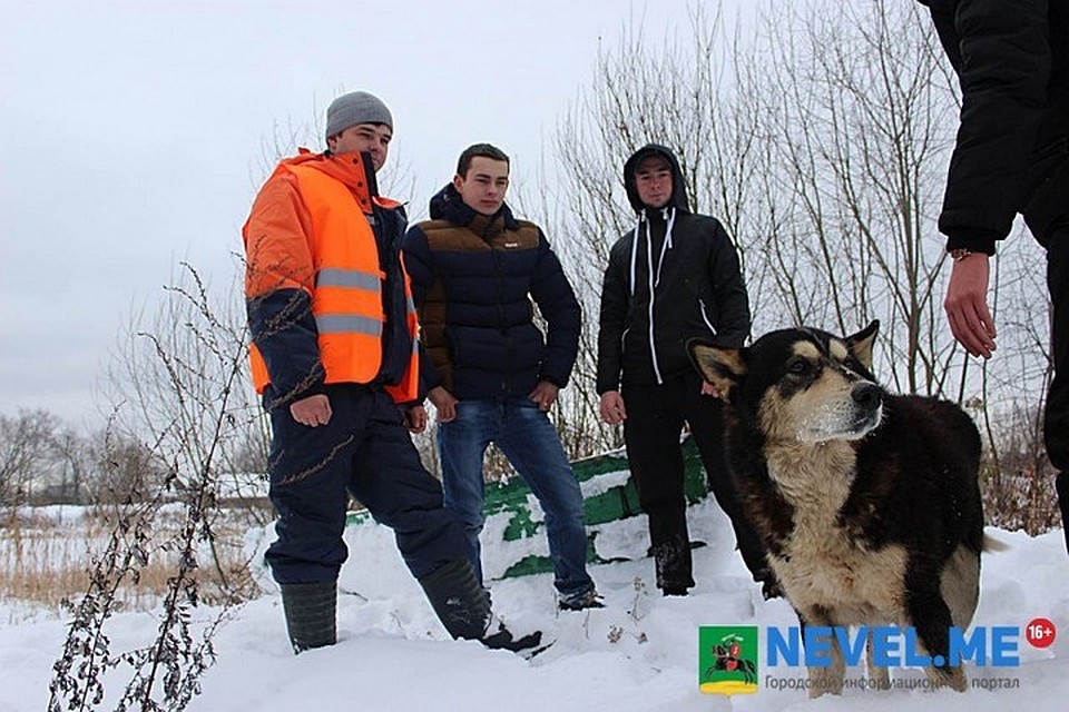 Собака опять в беде. Фото: городской портал Невеля nevel.me