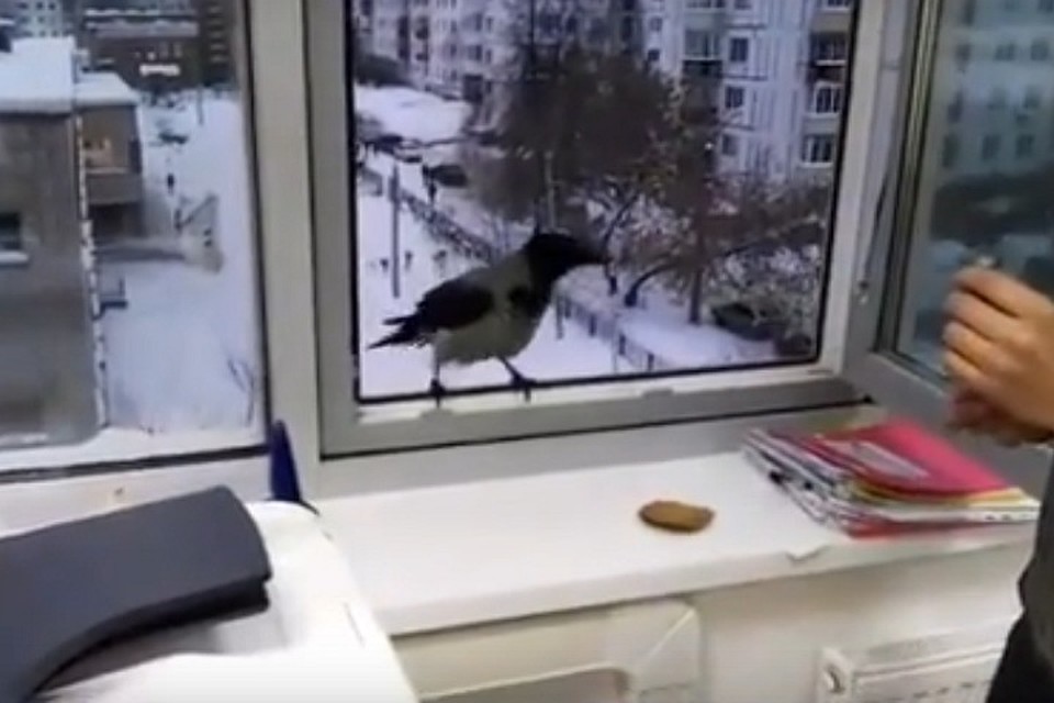 Фото: скриншот видео