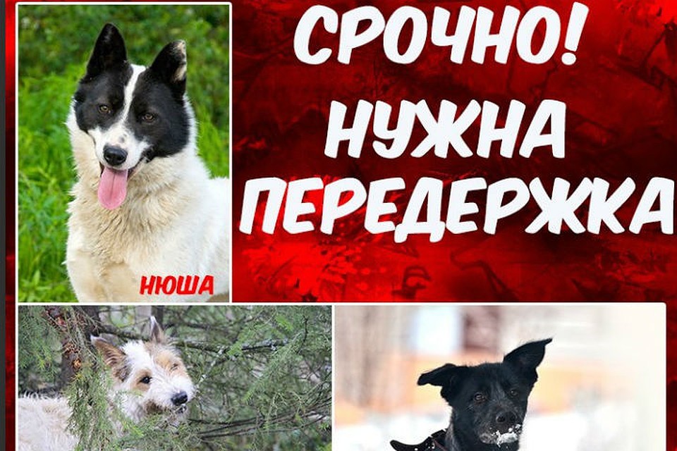 Сотням собак и кошек в Мурманской области нужна помощь людей. Фото: vk.com/murmandogs
