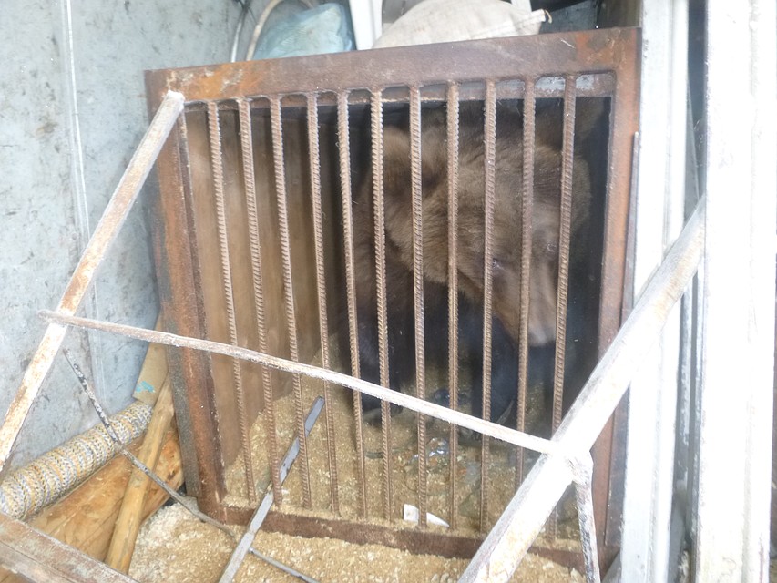 Медведей спасли из ледяного плена Фото: МЧС по Тверской области