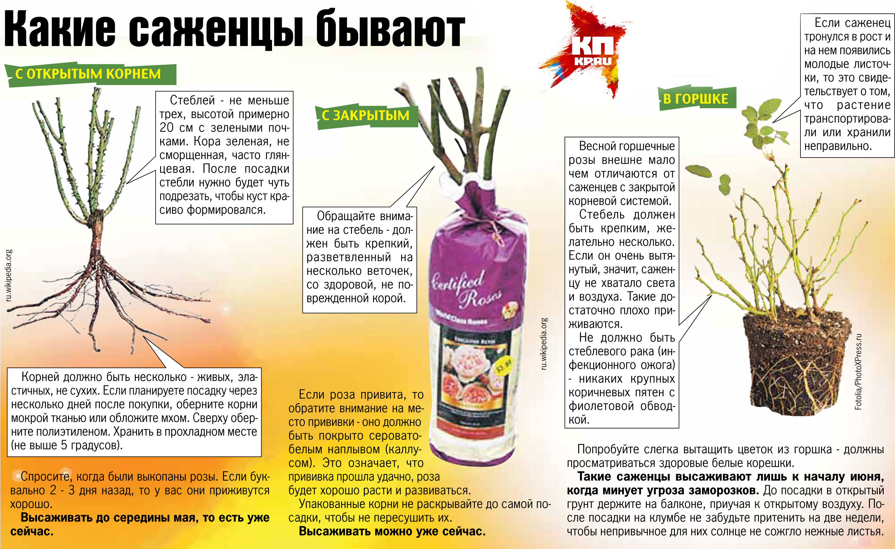 Блог сайта "моЯ любимаЯ даЧа".