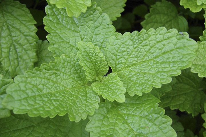 Фото: dic.academic.ru 