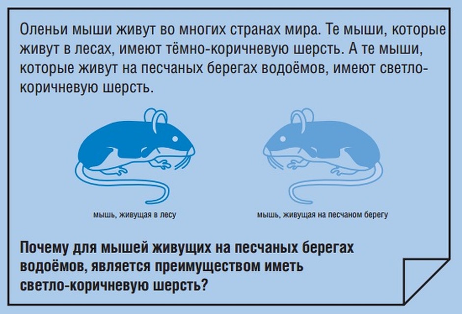 Пример задания по естествознанию, 8 класс