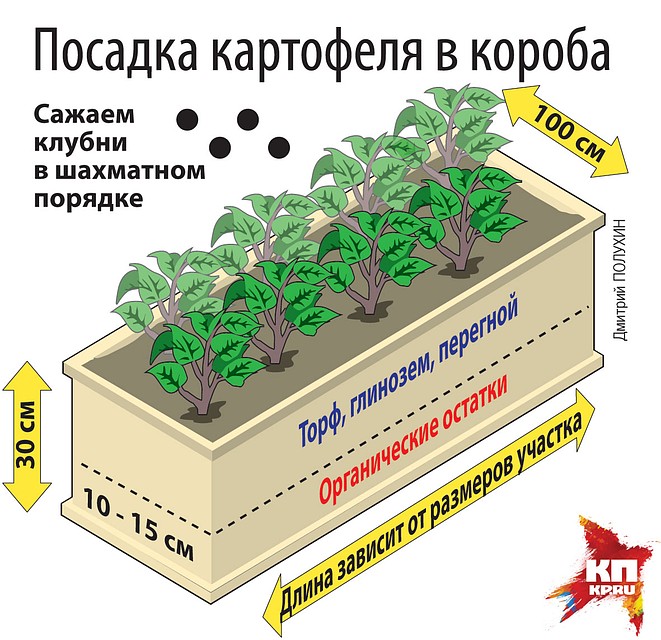 Посадка картофеля в короба.