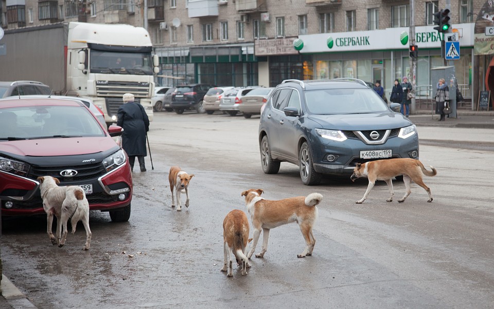 Бродячие псы пока остаются неизменным атрибутом мегаполиса. Фото: Николай ОБЕРЕМЧЕНКО
