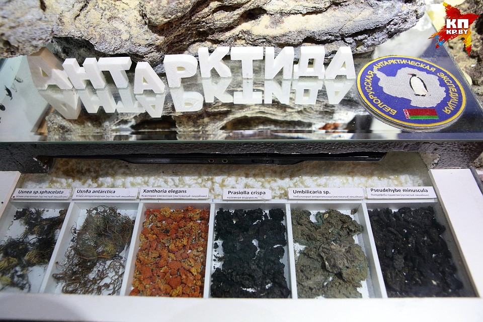 Примеры антарктических мхов и лишайников, которые привезли из Антарктиды белорусские ученые Фото: Святослав ЗОРКИЙ