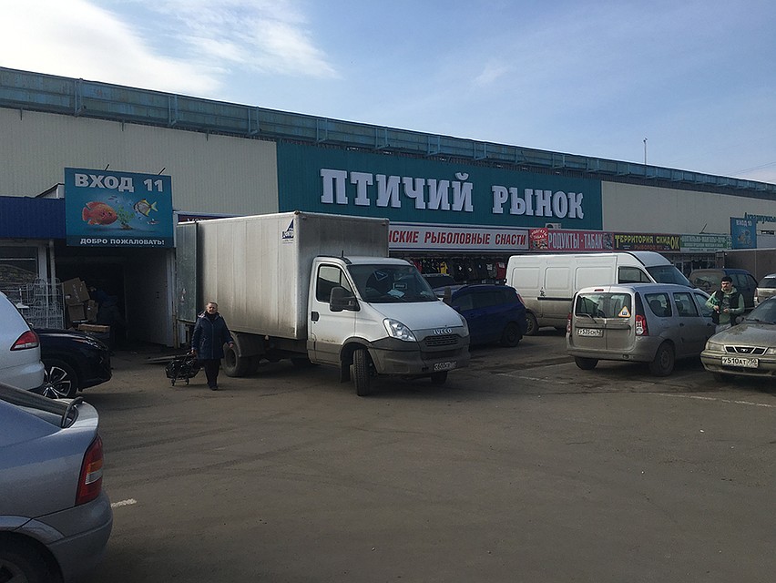 Продавцы рыбок и голубей жалуются на поборы со стороны арендодателей, платную парковку, антисанитарию и неудобные павильоны Фото: Павел КЛОКОВ