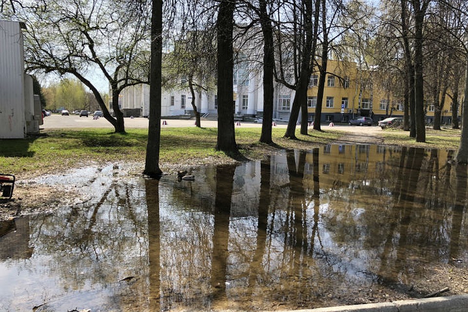 Полюбоваться пернатыми соседями пришли многие местные жители. Фото: Андрей ВОВК