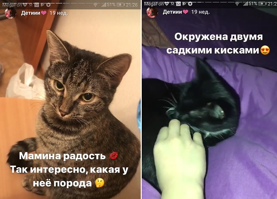 Кошки остались без хозяйки. Фото: Instagram героини публикации
