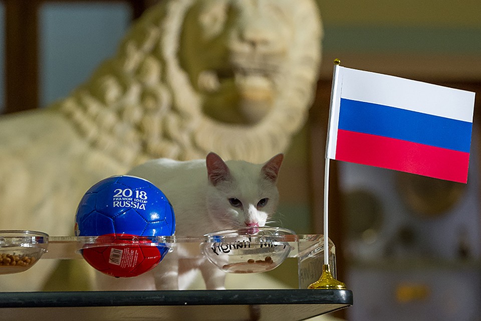 Во время ЧМ у эрмитажного котика была почетная миссия - он предсказывал результаты матчей. Фото: Олег ЗОЛОТО