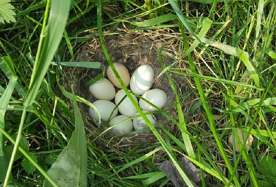 В гнезде нашли 8 яиц, одно оказалось мертвым. Фото: vk.com/birds54