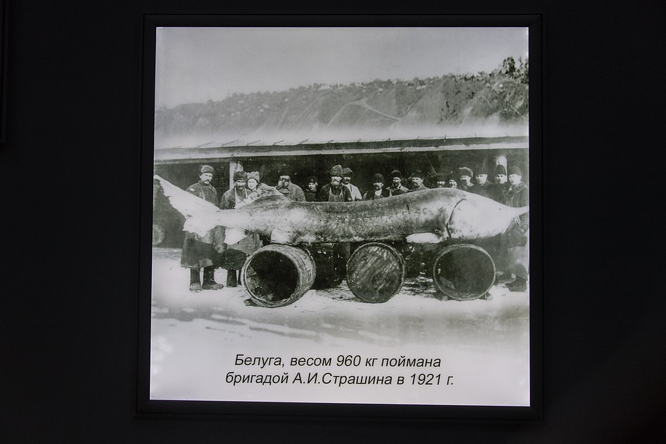 Белуга весом 960 кг (легендарное фото) Фото: Виктор ГУСЕЙНОВ