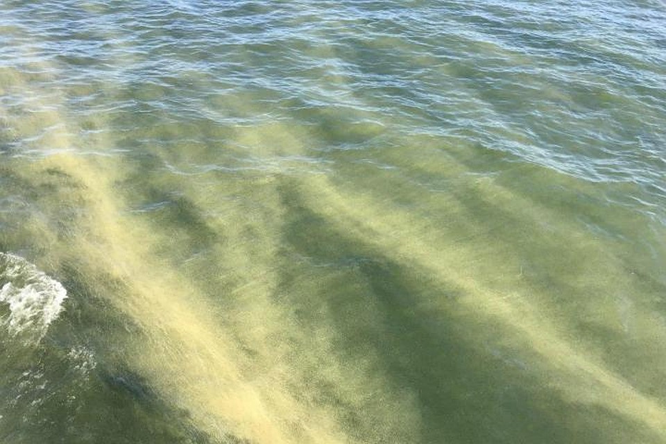 Сине-зеленые водоросли - бич Балтийского моря.