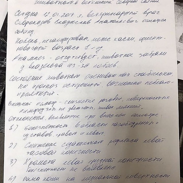 «Спасатели» приволокли пса к ветеринару, который написал в диагнозе: Болезненность и хромота в лапах (были всегда), свежий порез кожи (скорее всего, от льда), возможно, тупая травма живота (или нет). Состояние животного стабильное.