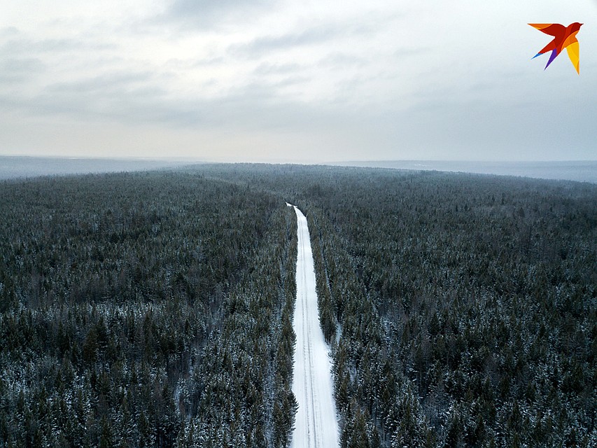 Бескрайняя тайга Фото: Виктор ГУСЕЙНОВ