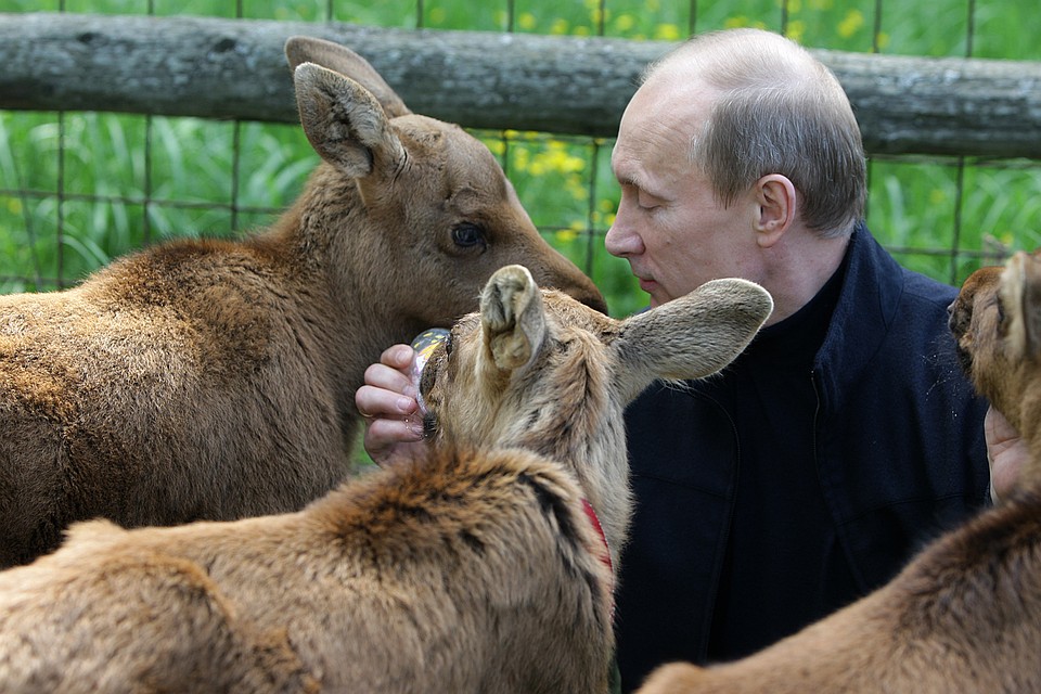 Путин в "Лосином острове" и лосята Фото: РИА "Новости"