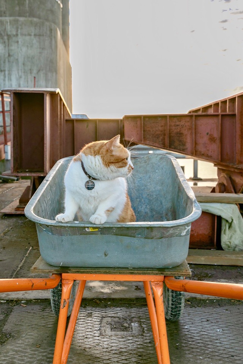 Коты тачек не боятся. Фото: Кот Моста/VK