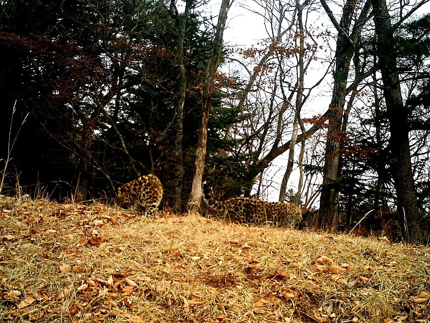 Котята леопардессы Leo 45F впервые попали в объектив камер. Фото: leopard-land.ru