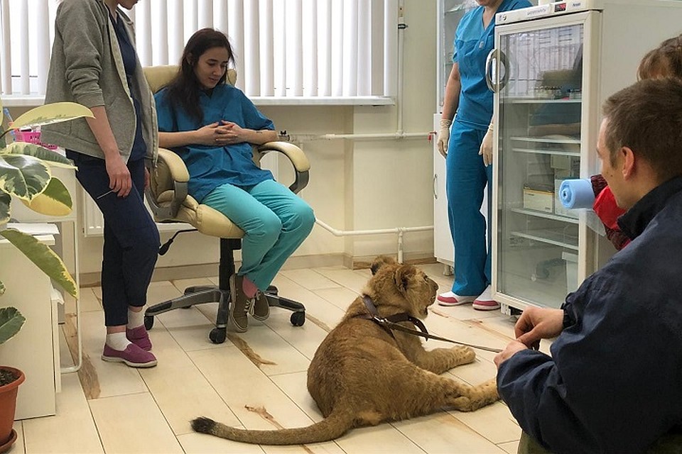 Симона на приеме у врача Фото: "Велес"