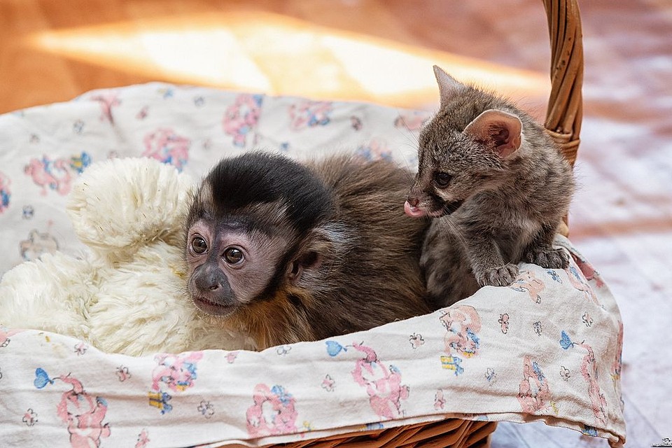 Малышам сделали мягкое место в плетеной корзине. Фото: novosibirsk_zoo.