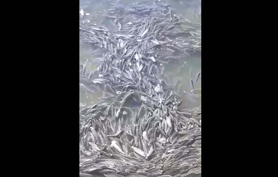 Тут и рыбалка не в радость.