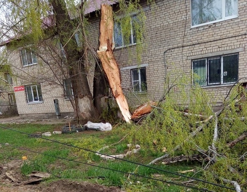 Не устояло под напором ветра и дерево на улице Лысвенской / Фото: Подслушано Куйбышевский Фото: vk.com