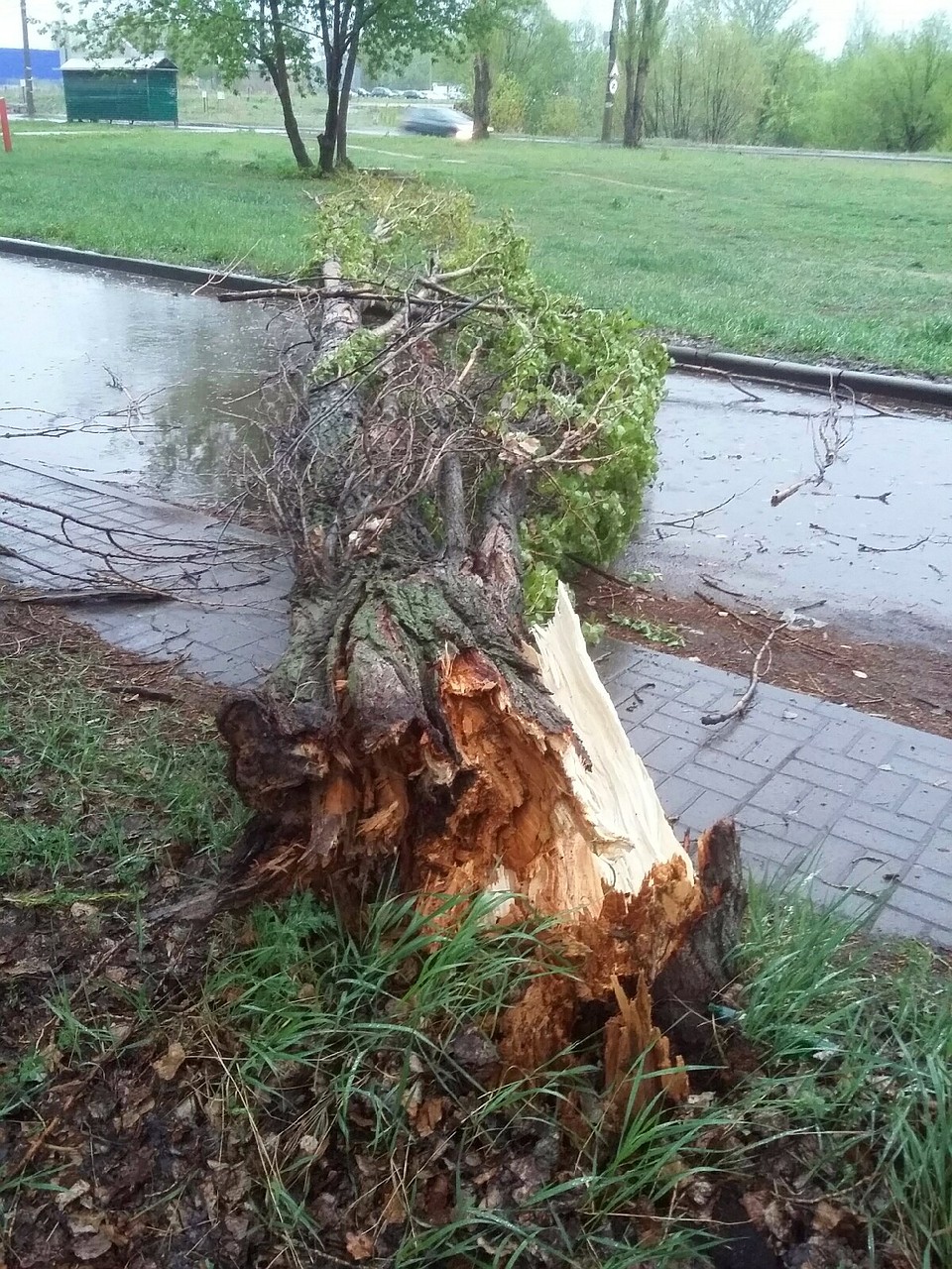 Дерево упало на дорогу Фото: Лия МУРАДЬЯН