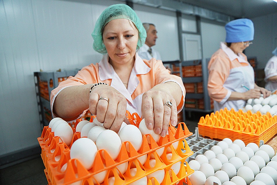 Вскрылись отечественные куроводы: они объявили, что ввозят инкубационное яйцо из-за границы Фото: Алексей БУЛАТОВ