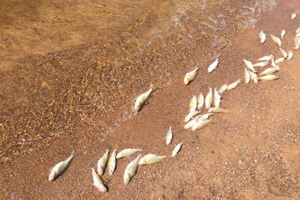Из-за водорослей гибнет рыба - задыхается от нехватки кислорода. Фото: группа "Рыбаки Ленинградской области Выборгского района" ВКонтакте