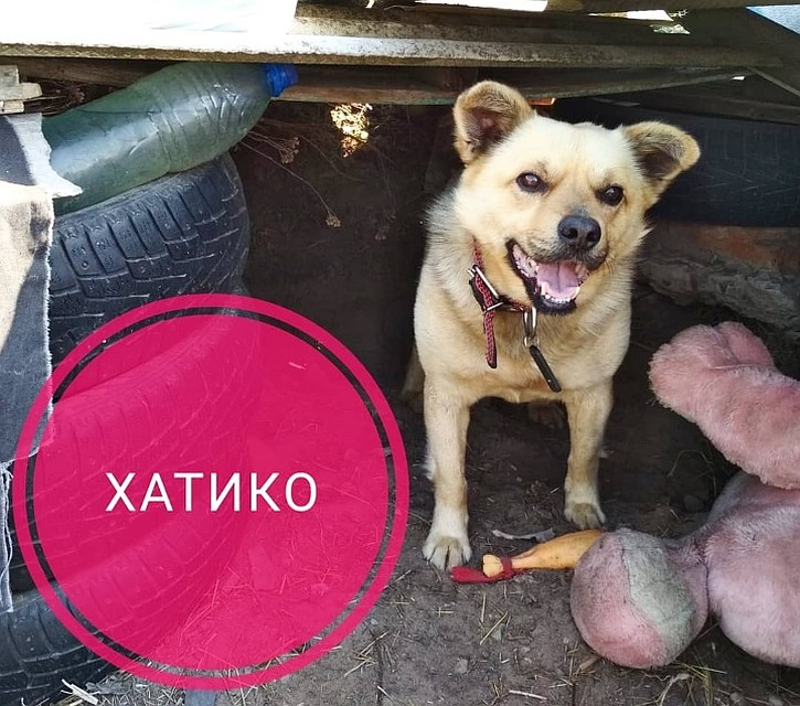 Собаку прозвали Хатико. Пес отзывается на новую кличку. Фото: Предоставлено "Комсомолке"
