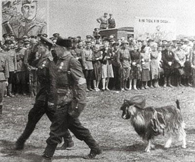 Тот самый знаменитый кадр с козлом.