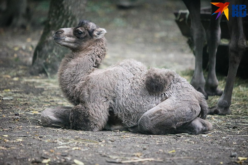 Маленький кораблик пустыни в царственной позе Фото: Дмитрий АХМАДУЛЛИН