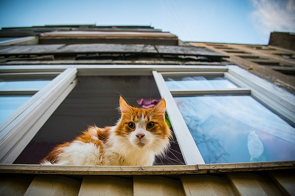 Кошки могут быть соседями по приятнее, чем их хозяева. Фото: Соцсети