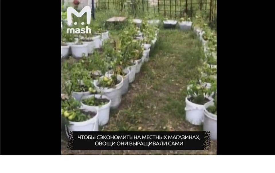 Помидор за 150 долларов не желаете? Фото из видео.