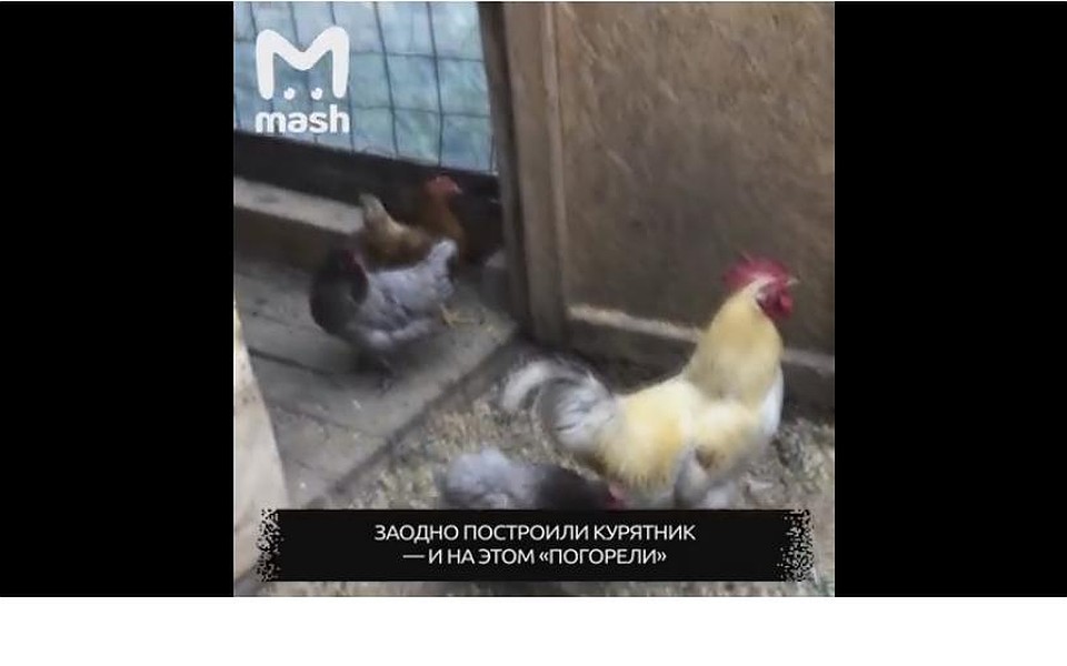 Откукарекали свое. Фото из видео.