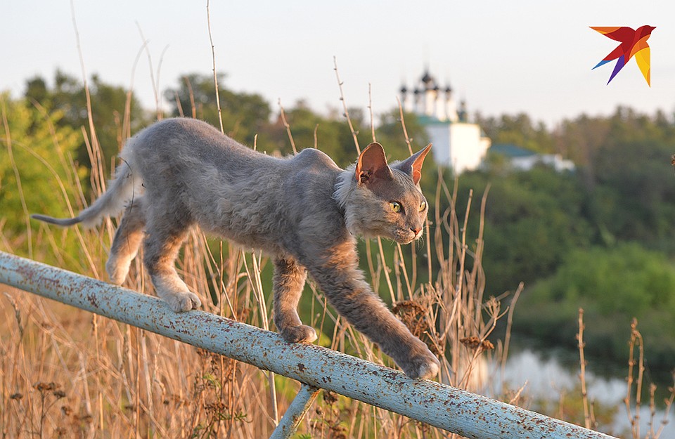 Кот на улицах Суздали. Фото: Михаил ФРОЛОВ