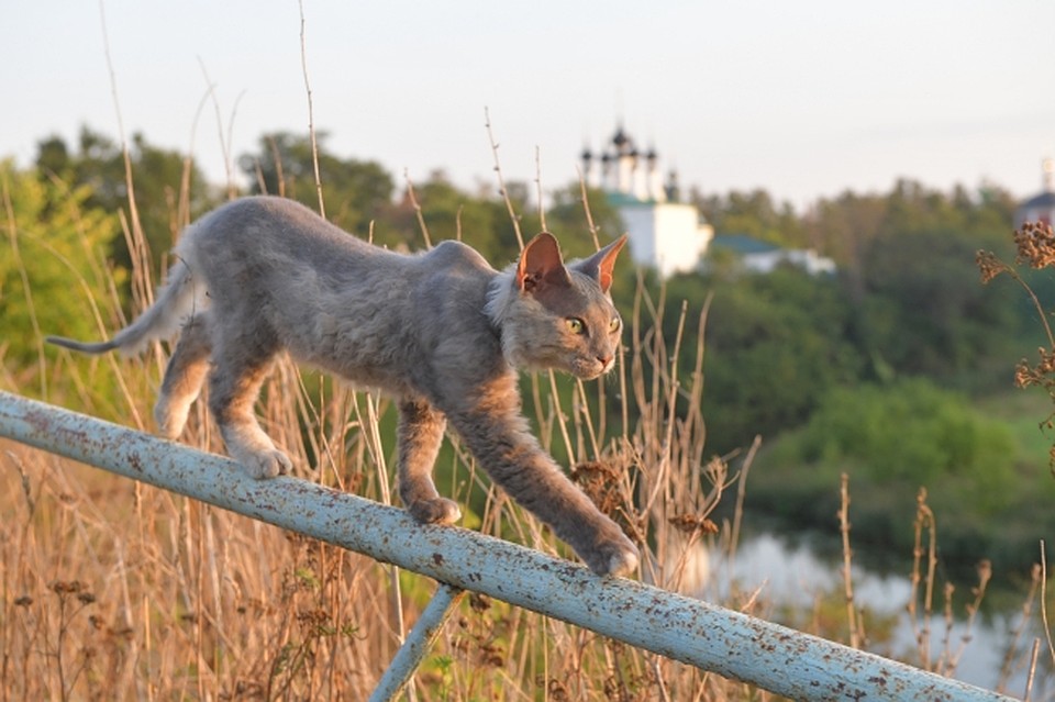 Некоторые животные очень хорошо чувствуют себя на улице