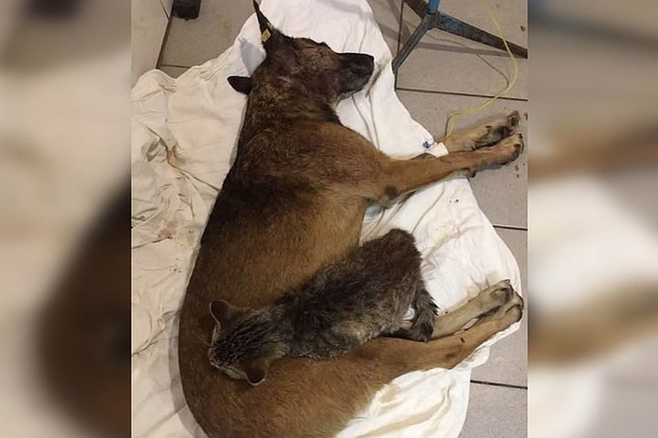 Кот Батя оказался гуманнее некоторых людей. Фото: архив приюта "ПИФ"