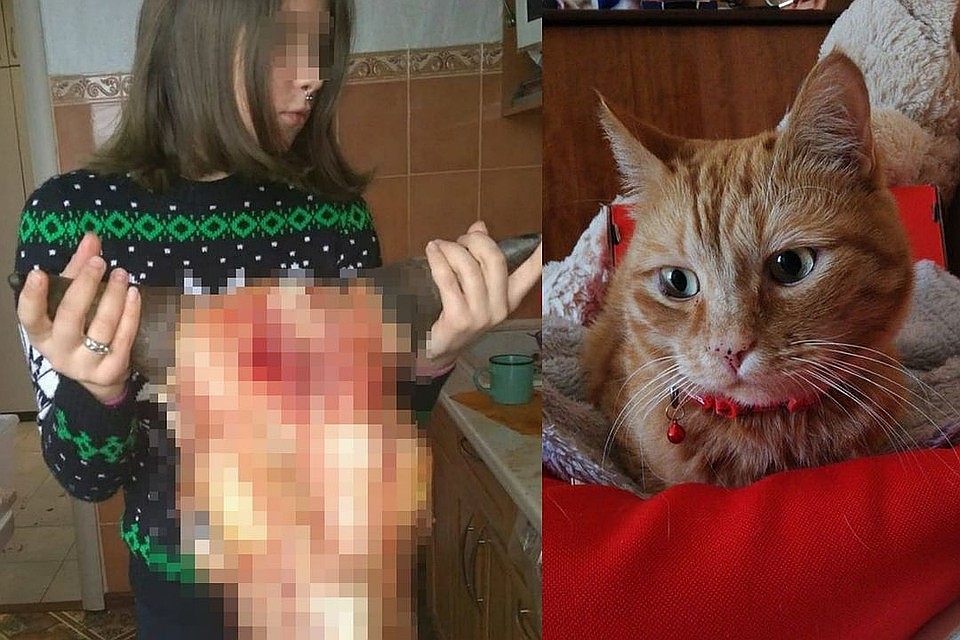 В гибели кота заподозрили соседку-школьницу. Фото: соцсети.