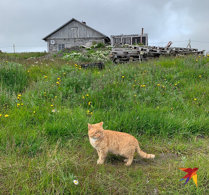 Сторожевой кот. Фото: Александр МИЛКУС