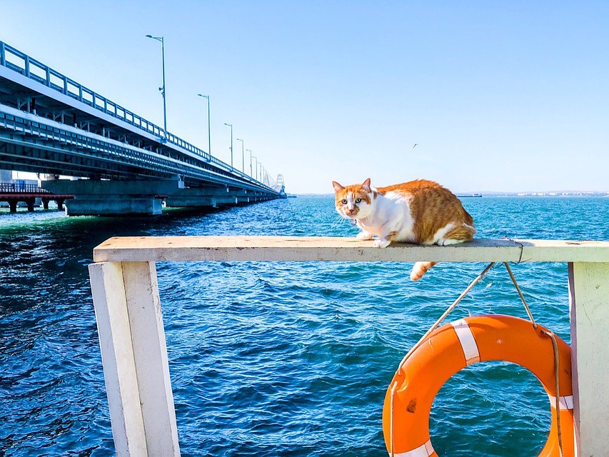 У моря хорошо отдыхать. Фото: Кот Моста/VK
