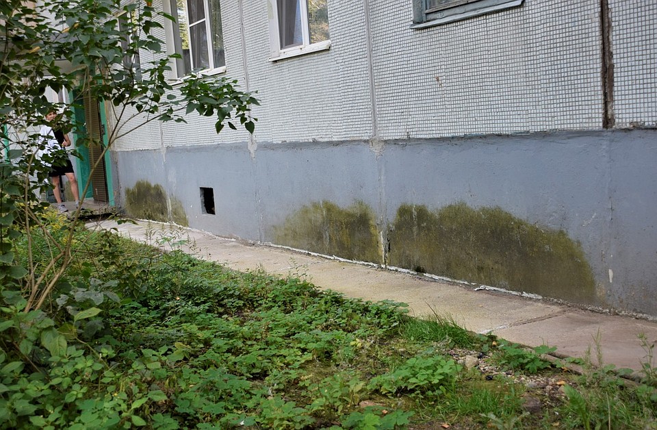 Из-за воды в подвале по стене дома поползла плесень.